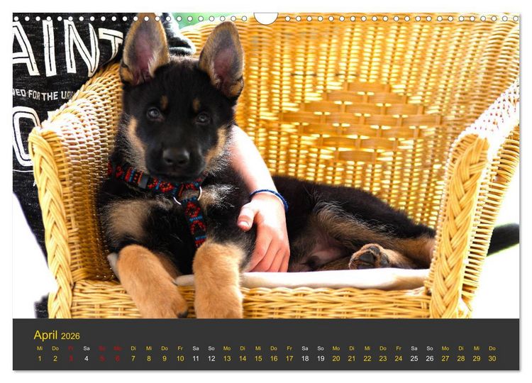 Produktbild: Deutscher Sch&auml;ferhund-Welpe - aus der Ostdeutschen Arbeitslinie (Wandkalender 2026 DIN A3 quer), CALVENDO Monatskalender