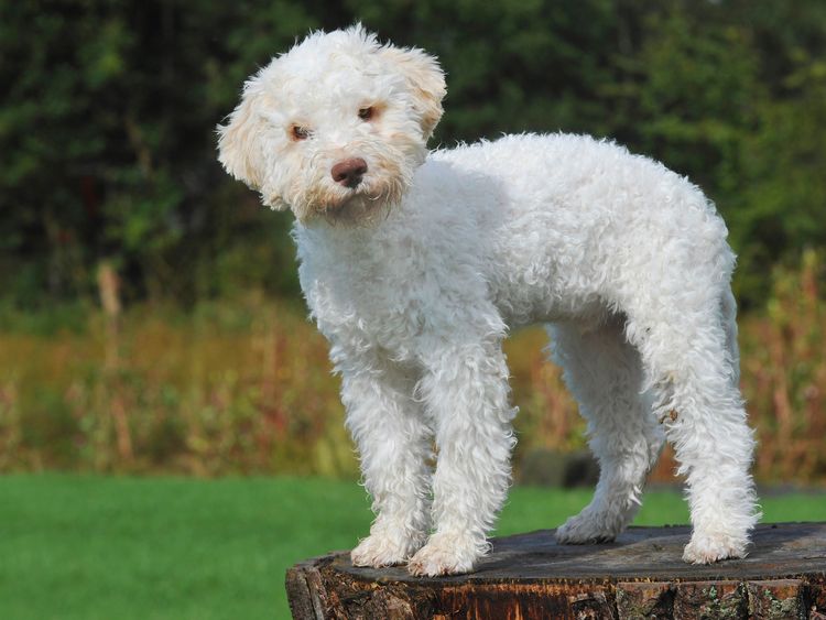 Produktbild: CALVENDO Puzzle Lagotto Romagnolo - Italienischer Tr&uuml;ffelhund - Junghund | 1000 Teile Lege-Gr&ouml;&szlig;e 64x48cm Foto-Puzzle f&uuml;r gl&uuml;ckliche Stunden
