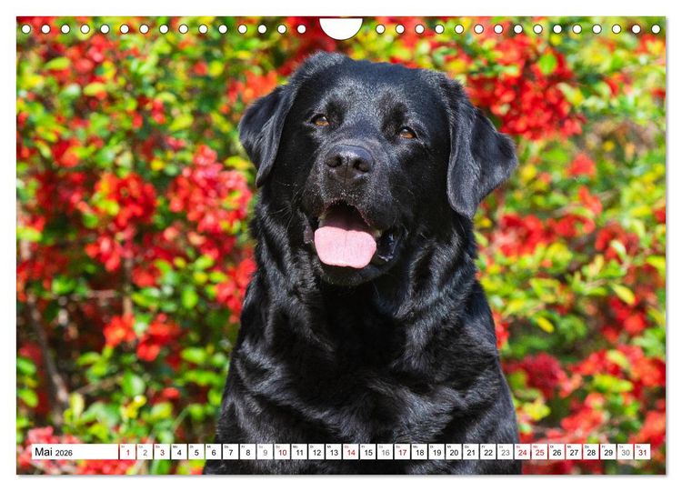 Produktbild: Freund auf 4 Pfoten - Labrador Retriever (Wandkalender 2026 DIN A4 quer), CALVENDO Monatskalender