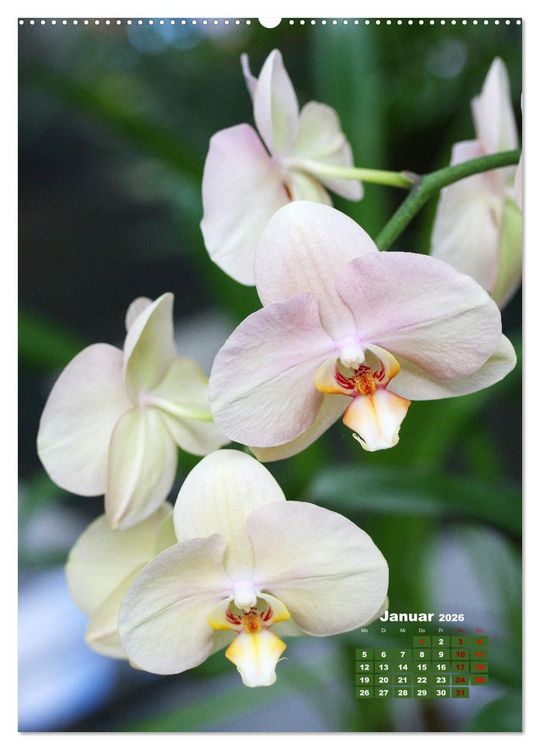 Produktbild: Traumhafte Orchideen (Wandkalender 2026 DIN A2 hoch), CALVENDO Monatskalender