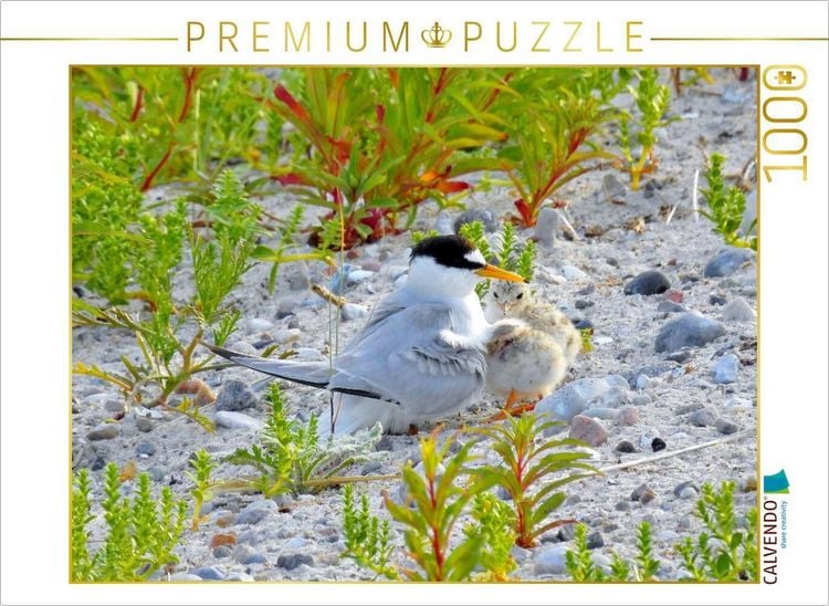 Produktbild: CALVENDO Puzzle Zwergseeschwalbe mit K&uuml;ken | 1000 Teile Lege-Gr&ouml;&szlig;e 64x48cm Foto-Puzzle f&uuml;r gl&uuml;ckliche Stunden