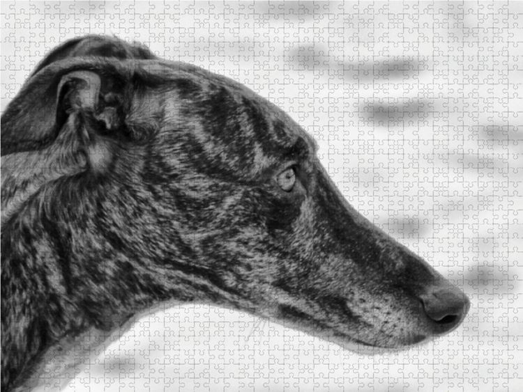 Produktbild: CALVENDO Puzzle Windhund Profil 1000 Teile Lege-Gr&ouml;&szlig;e 64 x 48 cm Foto-Puzzle Bild von kattobello