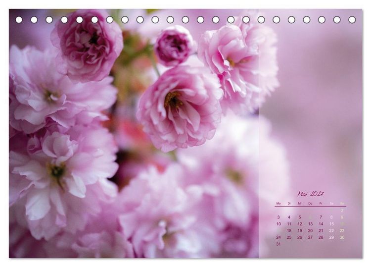 Produktbild: Pretty in Pink - Die Kirschbl&uuml;te (Tischkalender 2027 DIN A5 quer), CALVENDO Monatskalender