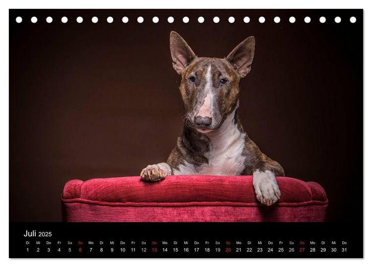 Produktbild: Bullterrier (Tischkalender 2025 DIN A5 quer), CALVENDO Monatskalender