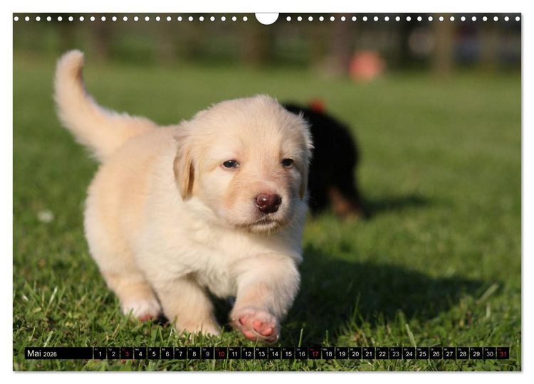 Produktbild: Hovawart - nat&uuml;rlich blond (Wandkalender 2026 DIN A3 quer), CALVENDO Monatskalender