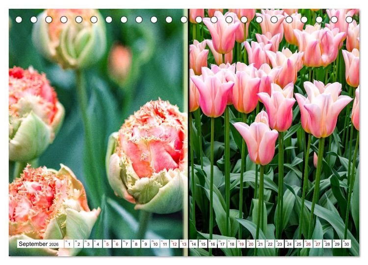 Produktbild: Tulpen - kunterbunte Collagen (Tischkalender 2026 DIN A5 quer), CALVENDO Monatskalender