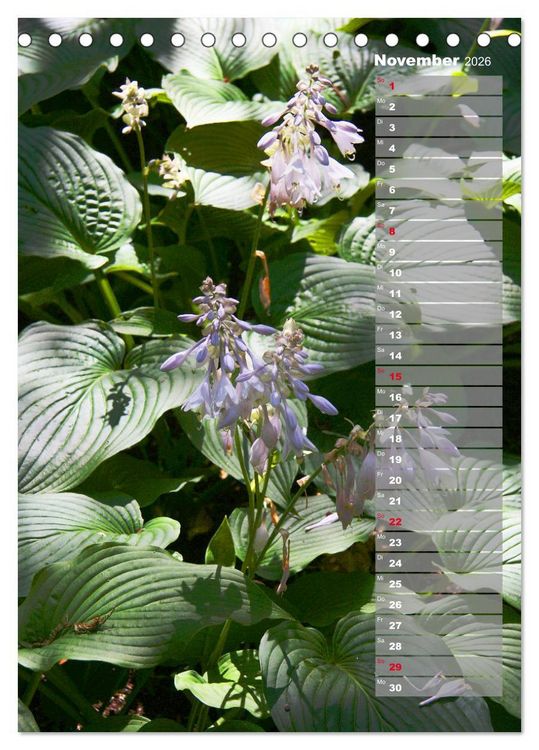 Produktbild: Hostas Herzblattlilien Funkien (Tischkalender 2026 DIN A5 hoch), CALVENDO Monatskalender