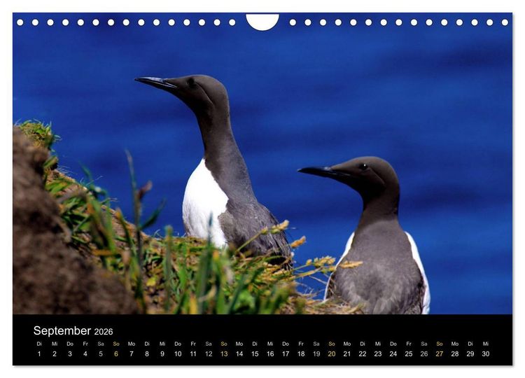 Produktbild: Wales Pembrokeshire - Natur im Fokus- (Wandkalender 2026 DIN A4 quer), CALVENDO Monatskalender