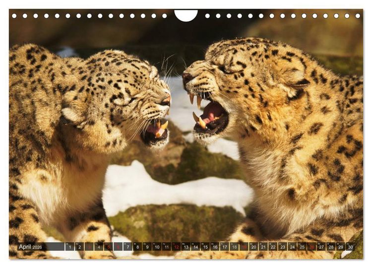 Produktbild: Raubkatzen. Wild, sch&ouml;n und kraftvoll (Wandkalender 2026 DIN A4 quer), CALVENDO Monatskalender