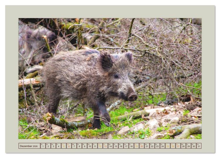 Produktbild: Wildschweine ganz nah an der Sau (Sus scrofa) von Tanja Riedel (Tischkalender 2026 DIN A5 quer), CALVENDO Monatskalender
