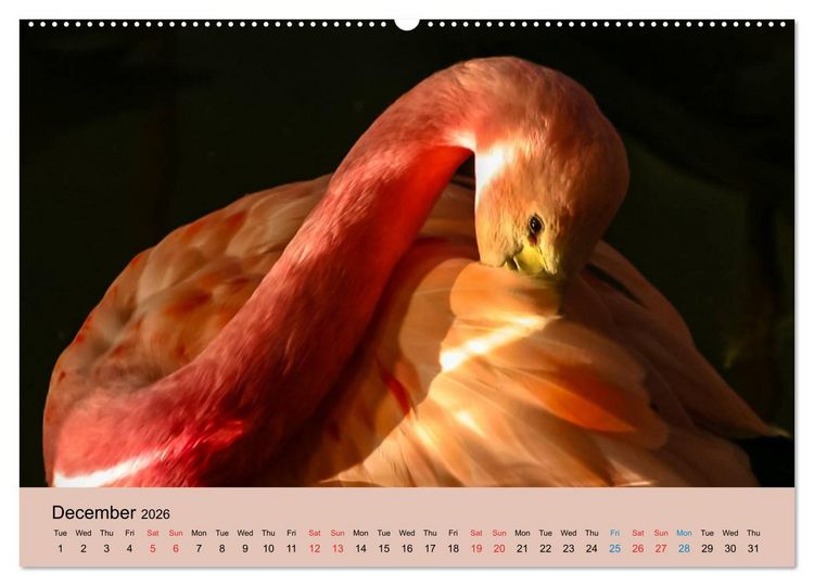 Produktbild: Just Flamingos (High Quality Premium Wall Calendar 2026 DIN A2 landscape),CALVENDO 12 Month Wall Calendar