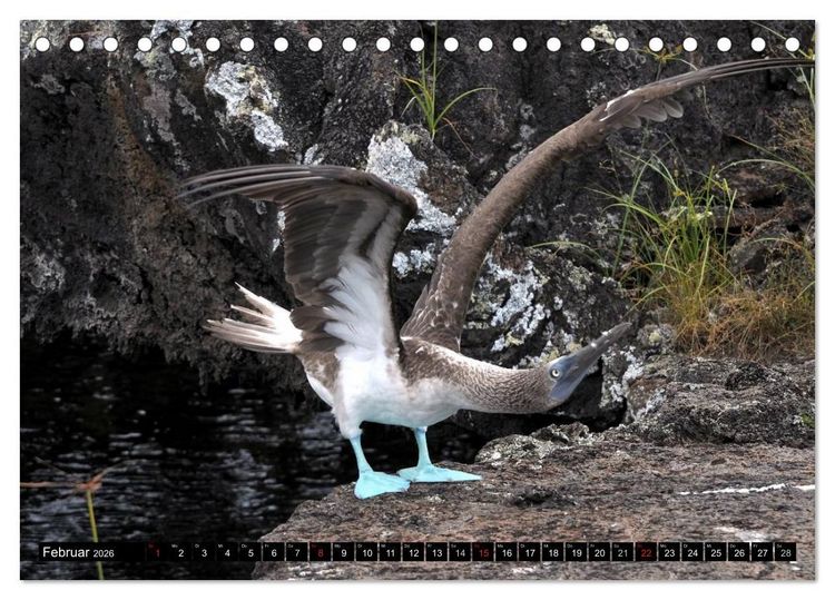 Produktbild: Galapagos Archipel- Faszination Tierwelt (Tischkalender 2026 DIN A5 quer), CALVENDO Monatskalender