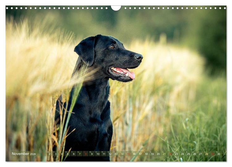 Produktbild: Faszination Labrador - gelb, foxred, schwarz (Wandkalender 2026 DIN A3 quer), CALVENDO Monatskalender