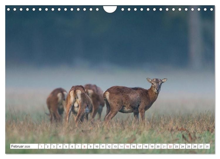 Produktbild: Emotionale Momente: Muffelwild. (Wandkalender 2026 DIN A4 quer), CALVENDO Monatskalender