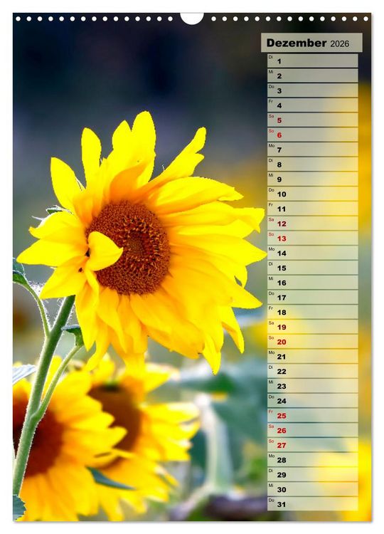 Produktbild: Leuchtende Sonnenblumen, sonnige Aussichten das ganze Jahr (Wandkalender 2026 DIN A3 hoch), CALVENDO Monatskalender