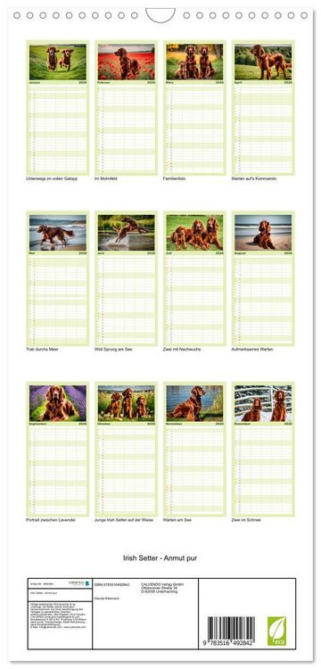 Produktbild: Familienplaner 2026 - Irish Setter - Anmut pur mit 5 Spalten (Wandkalender, 21 x 45 cm) CALVENDO