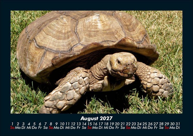 Produktbild: Schildkr&ouml;tenzauber 2027 Fotokalender DIN A5