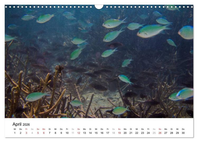 Produktbild: Unterwasserwelt der Malediven III (Wandkalender 2026 DIN A3 quer), CALVENDO Monatskalender