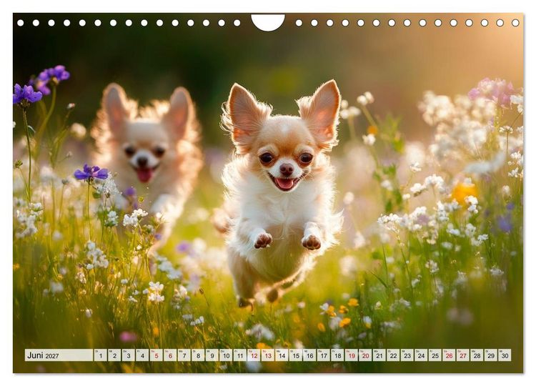 Produktbild: Niedliche Chihuahuas (Wandkalender 2027 DIN A4 quer), CALVENDO Monatskalender