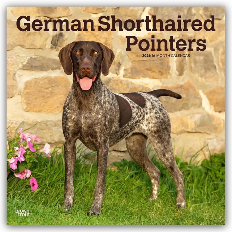 Produktbild: German Shorthaired Pointers – Deutsch Kurzhaar 2026 – 16-Monatskalender