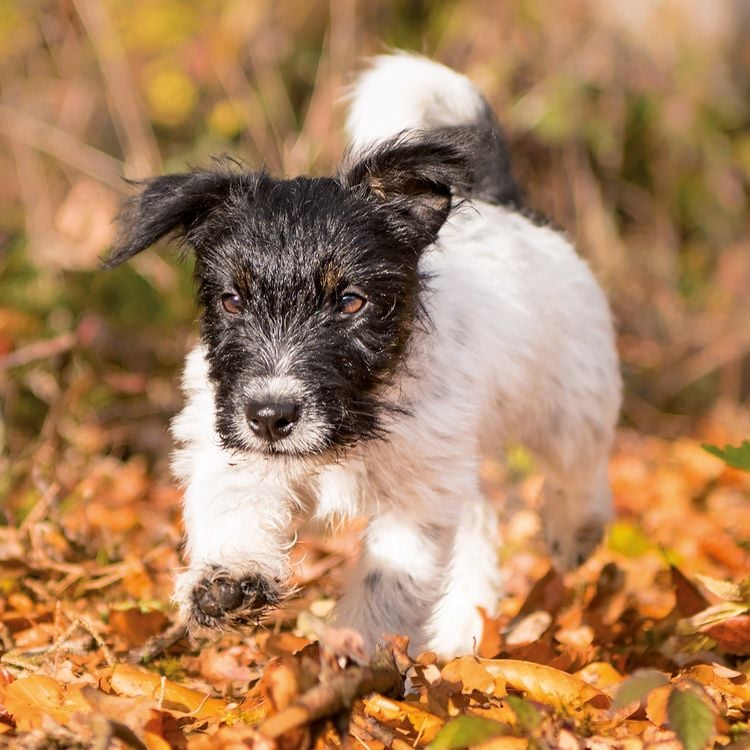Produktbild: Hundewelpen / Puppy Dogs 2027