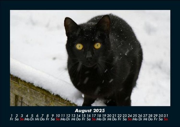 Produktbild: F&uuml;r Katzenfreunde 2025 Fotokalender DIN A5