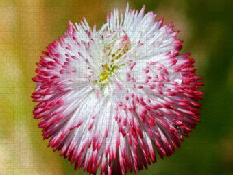Produktbild: CALVENDO Puzzle Bellis mit Wassertropfen | 1000 Teile Lege-Gr&ouml;&szlig;e 64x48cm Foto-Puzzle f&uuml;r gl&uuml;ckliche Stunden