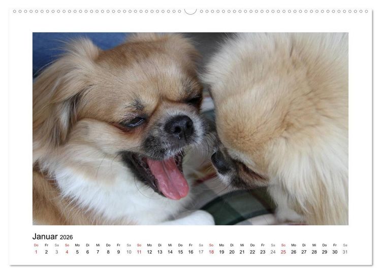 Produktbild: Tibet-Spaniel (Wandkalender 2026 DIN A2 quer), CALVENDO Monatskalender