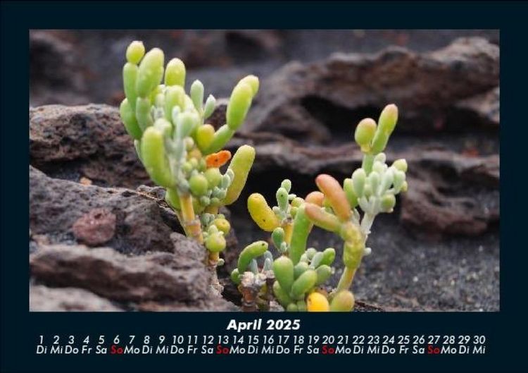 Produktbild: Blumentr&auml;ume 2025 Fotokalender DIN A5