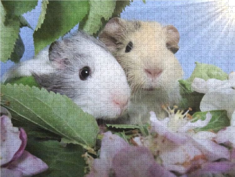Produktbild: CALVENDO Puzzle Meerschweinchen - bezaubernd, entz&uuml;ckend, hinrei&szlig;end | 1000 Teile Lege-Gr&ouml;&szlig;e 64x48cm Foto-Puzzle f&uuml;r gl&uuml;ckliche Stunden