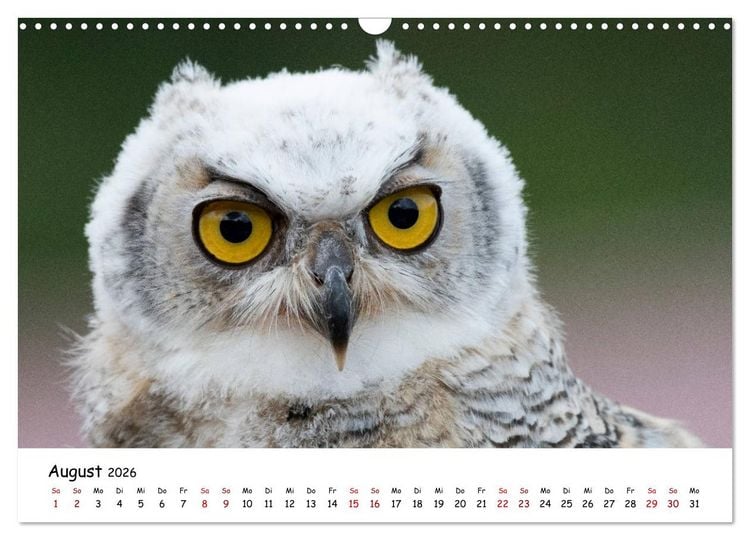 Produktbild: Eulen 2026 (Wandkalender 2026 DIN A3 quer), CALVENDO Monatskalender