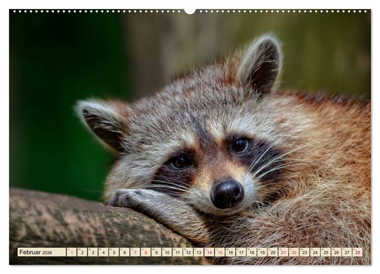 Produktbild: Waschb&auml;r - Niedlicher Allesfresser (Wandkalender 2026 DIN A2 quer), CALVENDO Monatskalender