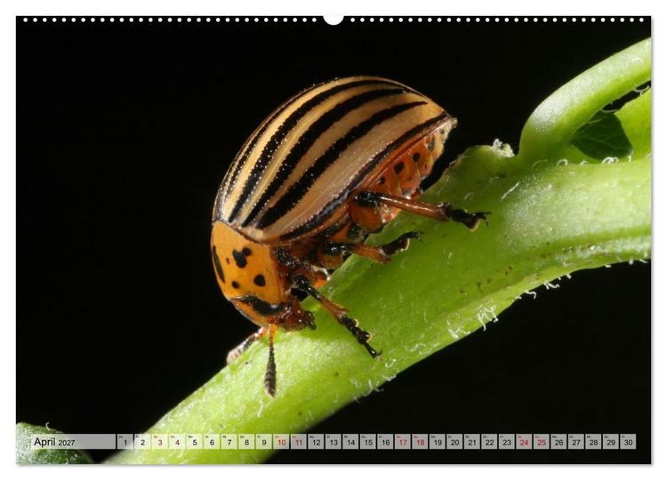 Produktbild: WELT DER K&Auml;FER (hochwertiger Premium Wandkalender 2027 DIN A2 quer), Kunstdruck in Hochglanz