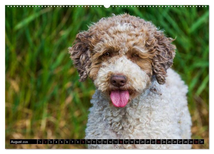 Produktbild: Lagotto Romagnolo - Italienischer Tr&uuml;ffelhund (hochwertiger Premium Wandkalender 2026 DIN A2 quer), Kunstdruck in Hochglanz