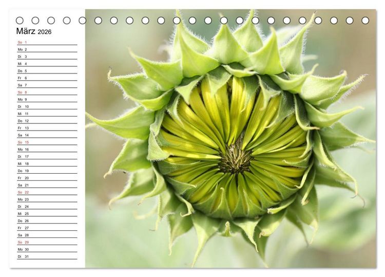 Produktbild: Sonnenblumen Impressionen (Tischkalender 2026 DIN A5 quer), CALVENDO Monatskalender