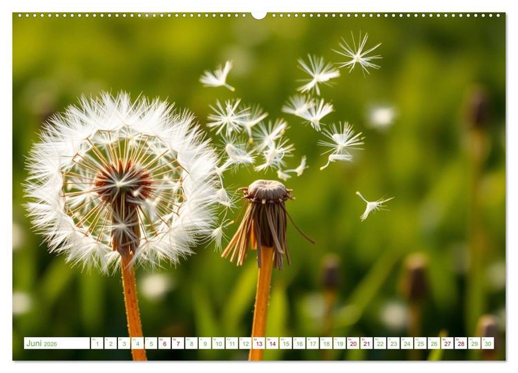 Produktbild: Die Poesie und Kraft des Windes - Windkraft in Bewegung (hochwertiger Premium Wandkalender 2026 DIN A2 quer), Kunstdruck in Hochglanz