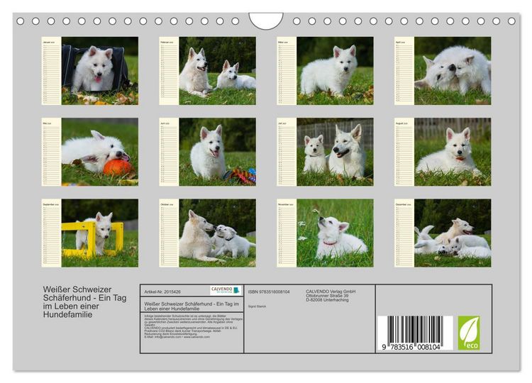 Produktbild: Wei&szlig;er Schweizer Sch&auml;ferhund - Ein Tag im Leben einer Hundefamilie (Wandkalender 2026 DIN A4 quer), CALVENDO Monatskalender