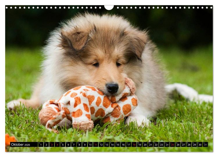 Produktbild: Collie - Mein bester Freund (Wandkalender 2026 DIN A3 quer), CALVENDO Monatskalender