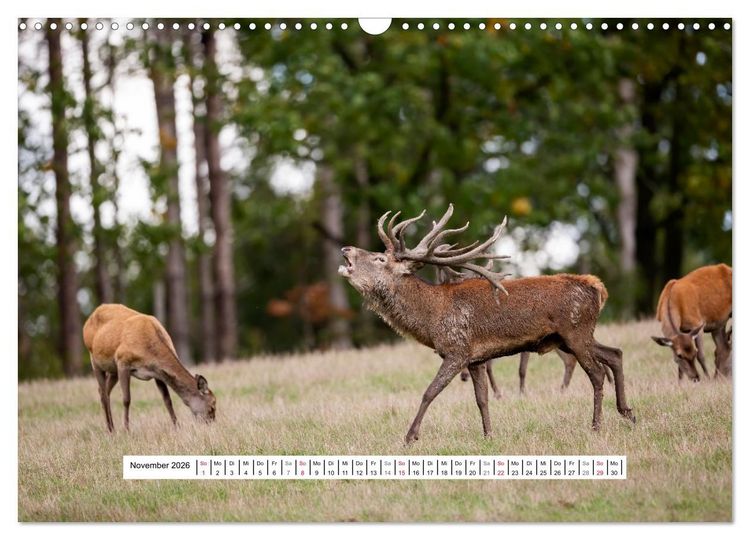 Produktbild: Faszination Hirschbrunft (Wandkalender 2026 DIN A3 quer), CALVENDO Monatskalender