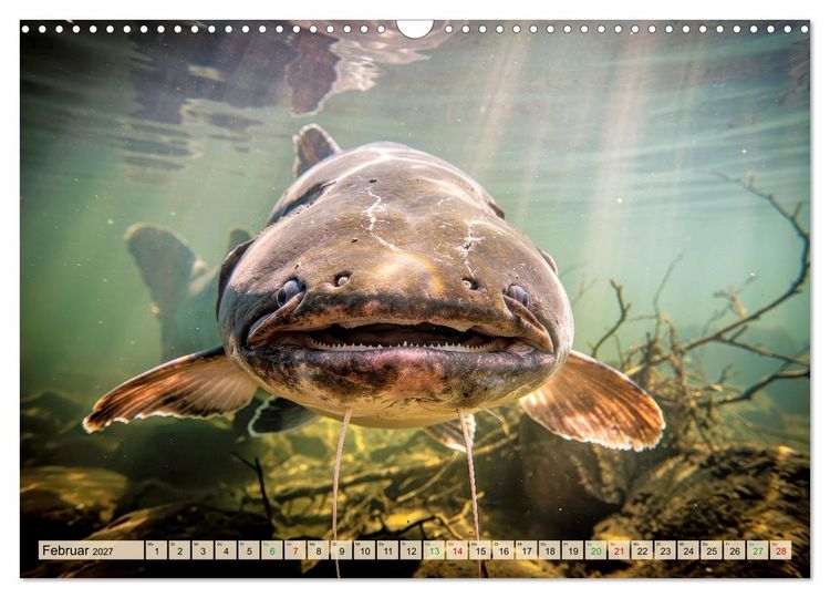 Produktbild: Talsperren - Raubfische (Wandkalender 2027 DIN A3 quer), CALVENDO Monatskalender