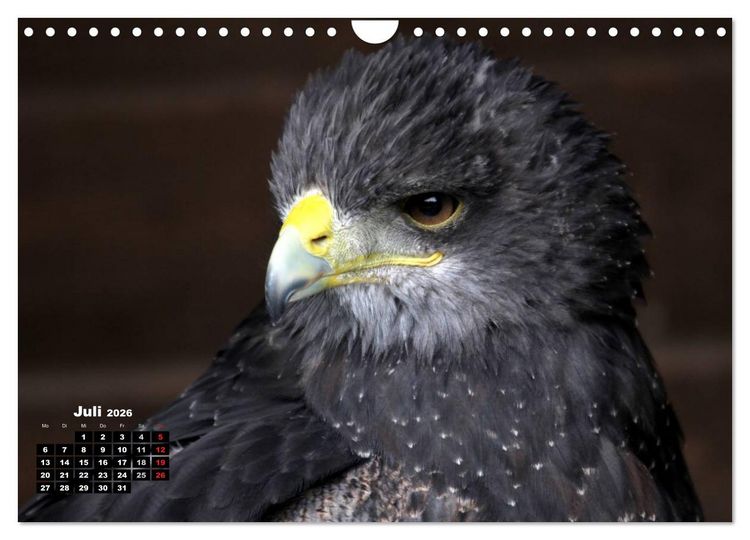 Produktbild: Greifv&ouml;gel, Eulen und K&auml;uze (Wandkalender 2026 DIN A4 quer), CALVENDO Monatskalender