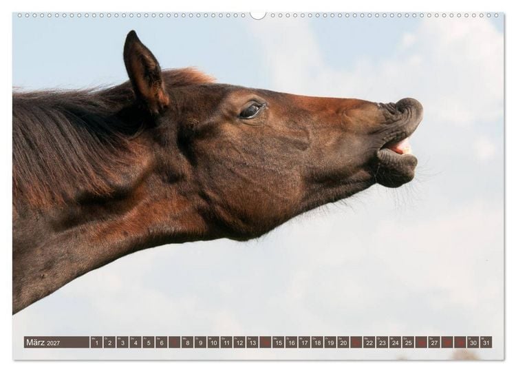 Produktbild: Das Lachen der Pferde - Lustige Gesichter (hochwertiger Premium Wandkalender 2027 DIN A2 quer), Kunstdruck in Hochglanz