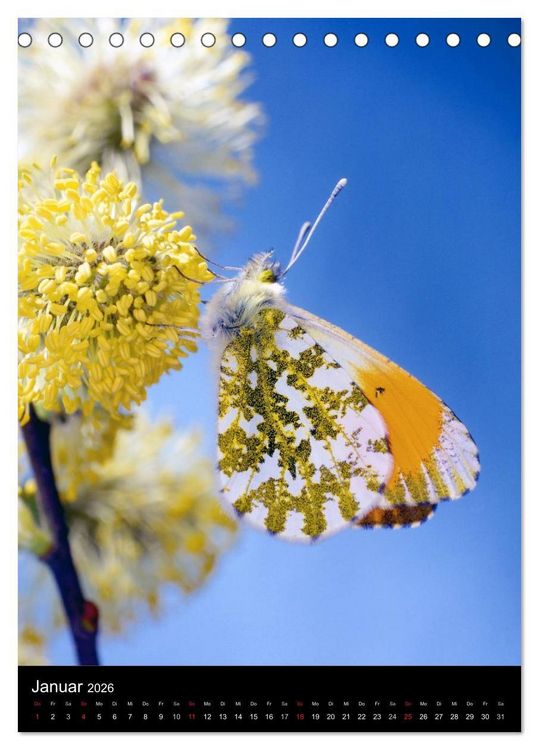 Produktbild: Schmetterlilnge und Blumen (Tischkalender 2026 DIN A5 hoch), CALVENDO Monatskalender