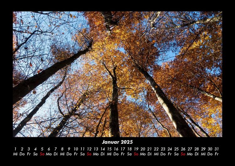Produktbild: Waldzauber 2025 Fotokalender DIN A3