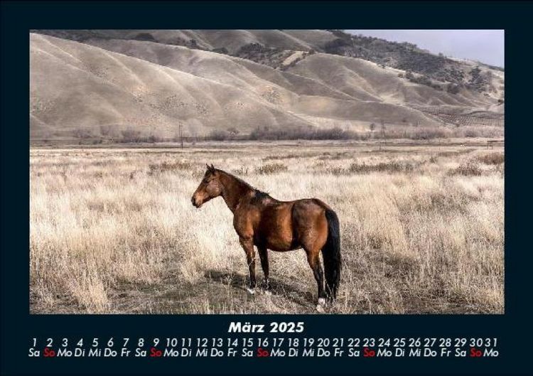 Produktbild: Pferdegefl&uuml;ster 2025 Fotokalender DIN A5