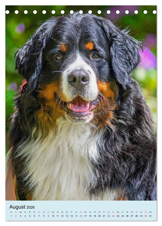 Produktbild: Berner Sennenhund - stark , sch&ouml;n und liebenswert (Tischkalender 2026 DIN A5 hoch), CALVENDO Monatskalender