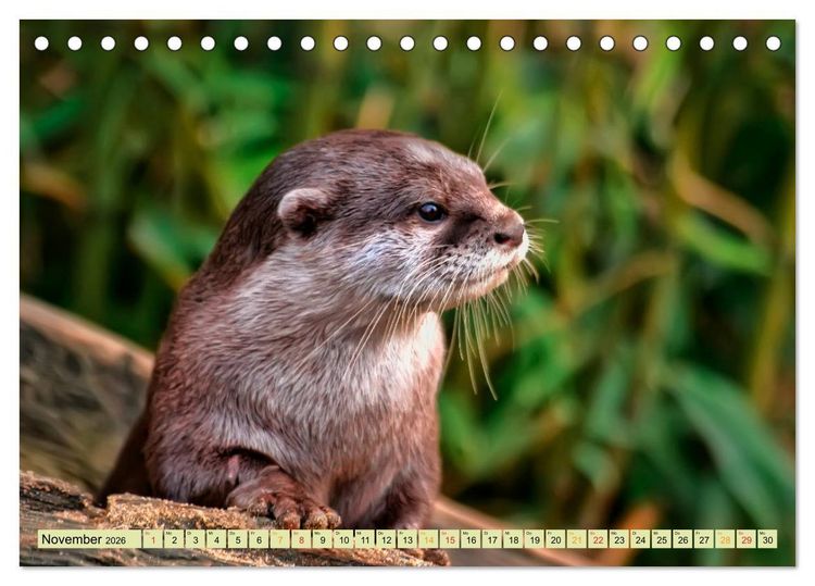 Produktbild: Fischotter - putzige Kerlchen und elegante Schwimmer (Tischkalender 2026 DIN A5 quer), CALVENDO Monatskalender