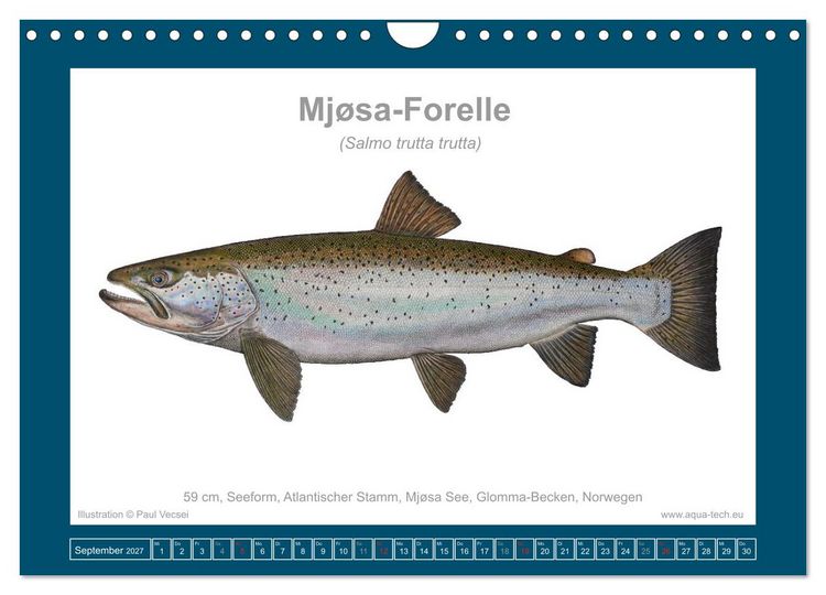 Produktbild: Fisch als Kunst 2027: Seeforellen (Wandkalender 2027 DIN A4 quer), CALVENDO Monatskalender
