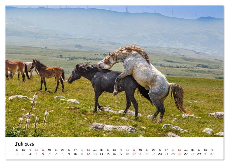 Produktbild: Wildpferde am Kruzi Plateau (Wandkalender 2026 DIN A4 quer), CALVENDO Monatskalender