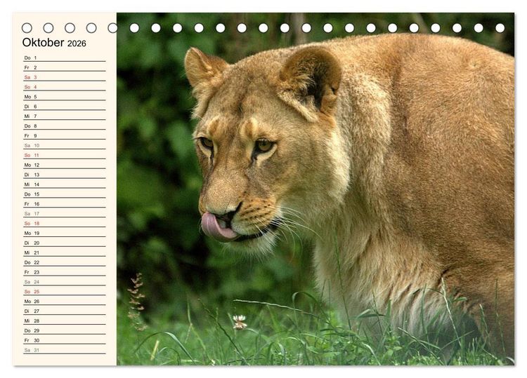 Produktbild: L&ouml;wen (Tischkalender 2026 DIN A5 quer), CALVENDO Monatskalender